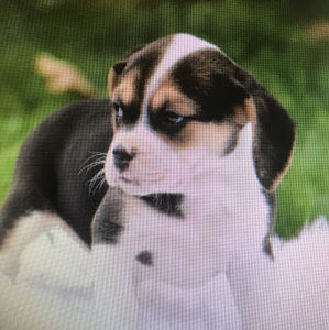 Meet your Posher, Christopher